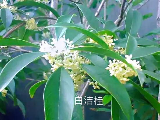 桂花嫁接其它品种桂花,桂花品种里有沉香桂花吗