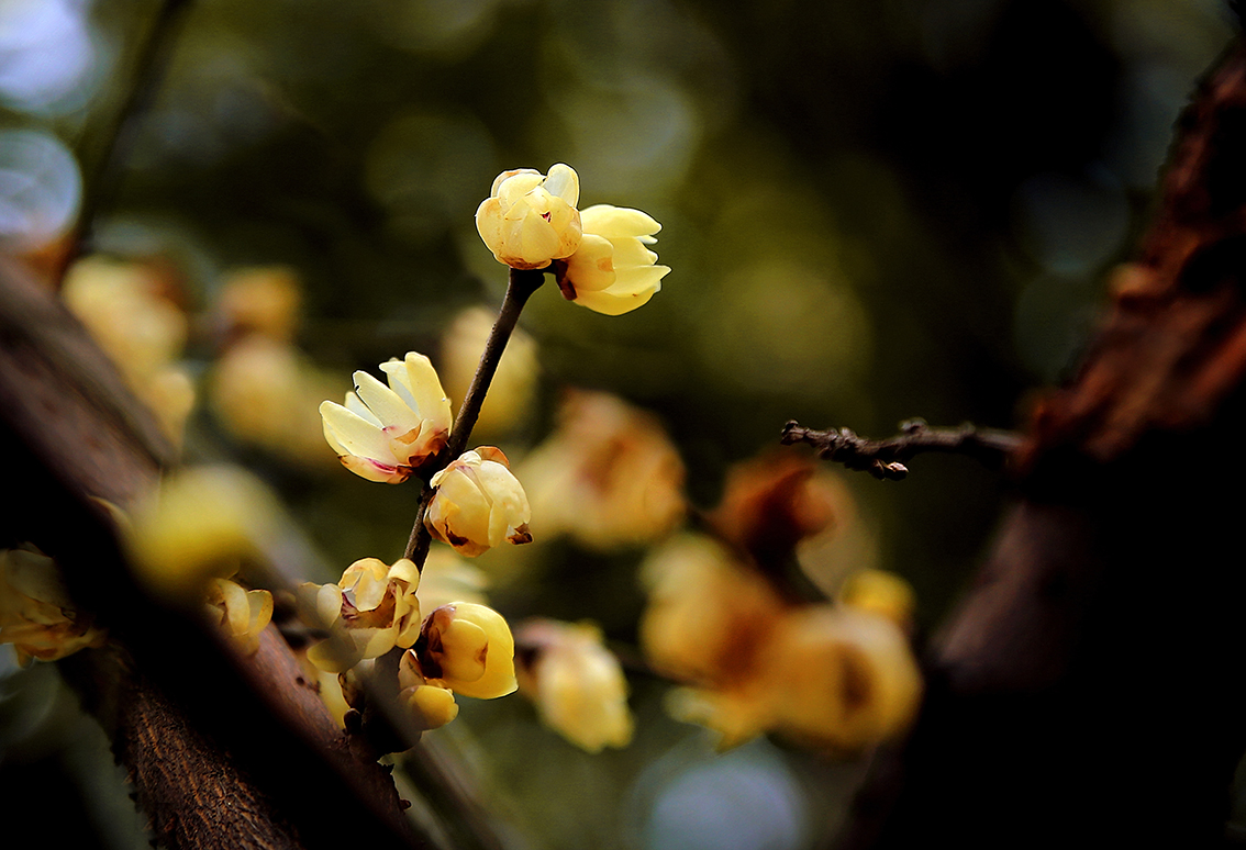 哪些便宜又好用的镜头,什么牌子的镜头最好用