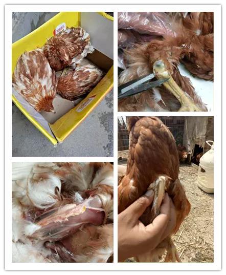 胆汁酸治疗肉鸡营养性腹泻,胆汁酸淤积治疗康复后还会痒吗