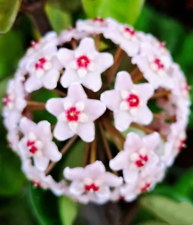 为什么球兰养了5年也不开花,球兰有毒吗在室内养行吗