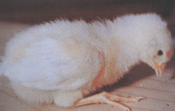 鸡眼睛肿流泪的原因你了解吗？鸡眼肿流泪怎么治？