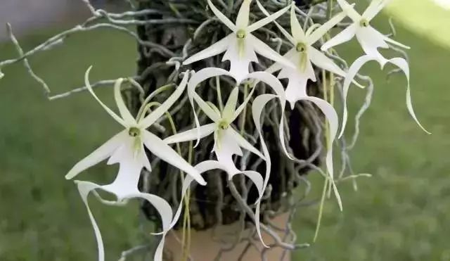 这才是世界上最贵的花卉,十大名贵花卉家养