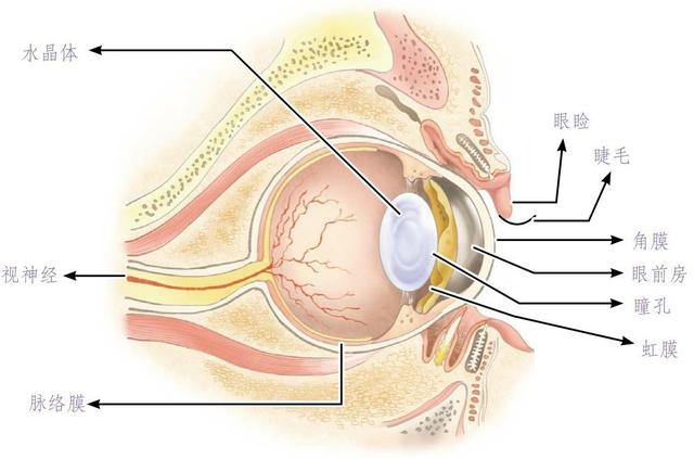 如何判断猫咪眼睛发炎了,怎么判断猫咪眼睛发炎好没有