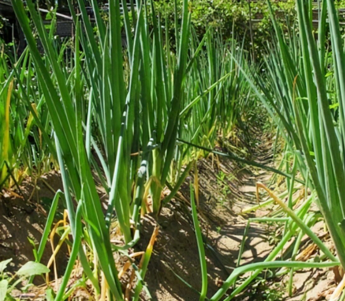 买猪肉时懂行的人专挑这5个部位,买大葱的技巧和方法