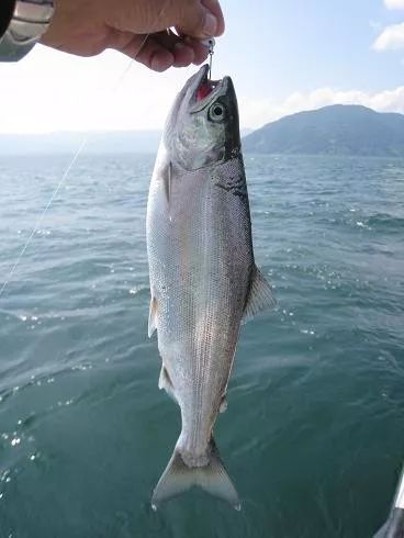 世界十大凶猛淡水鱼类,顶级淡水鱼类