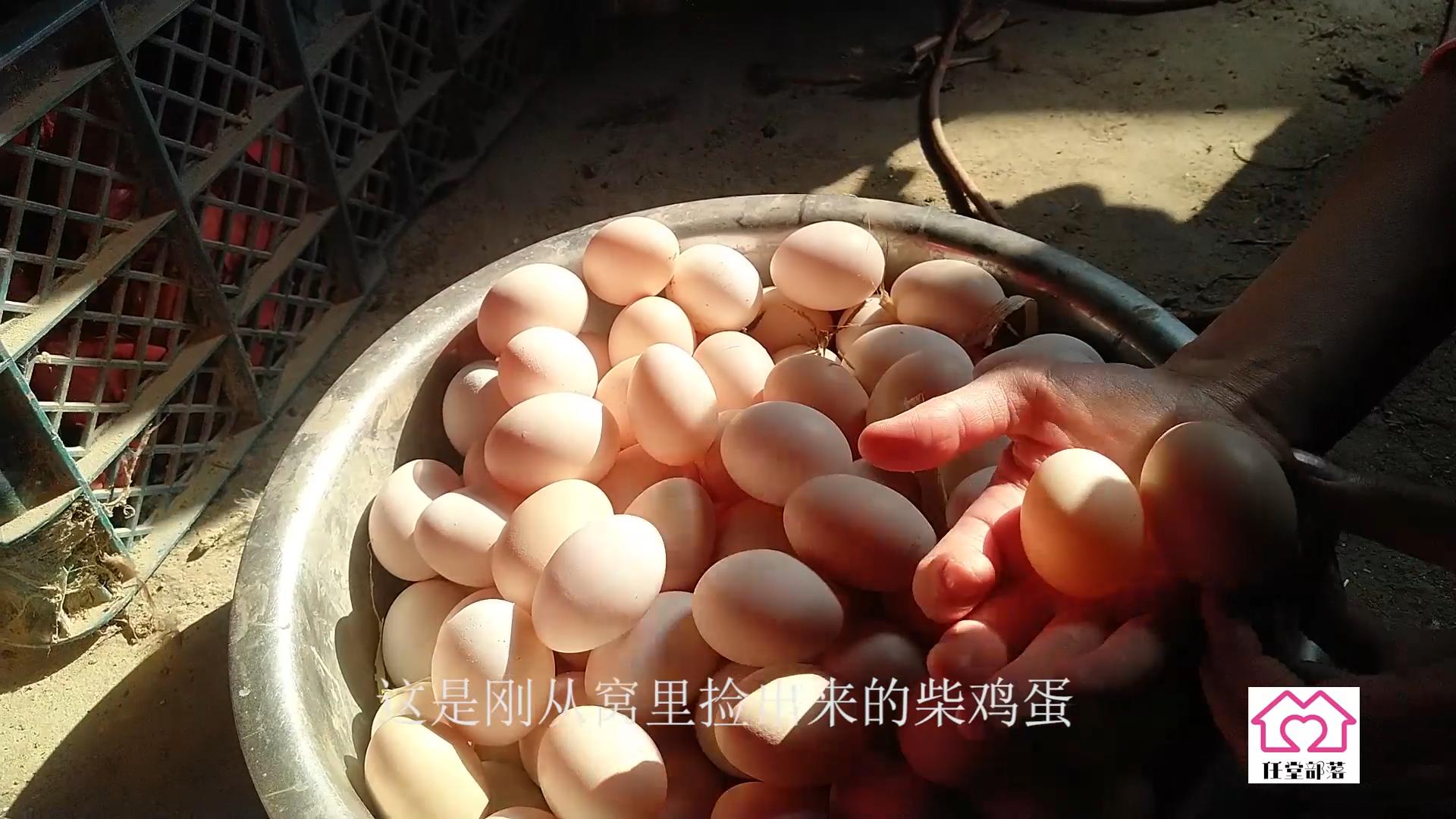 农村地里养殖柴鸡,大叔在农村养一万只芦花鸡