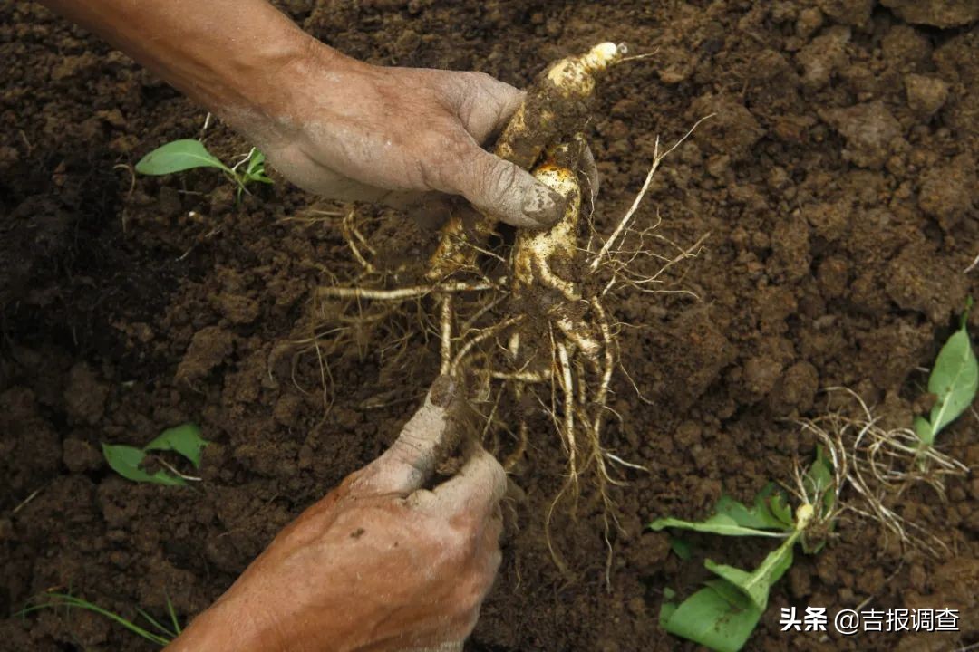 参农的感受,参农带你了解人参知识