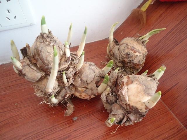 6种花开花时间,六种短命花