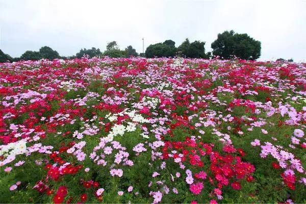 石象湖优惠,石象湖门票免费领取