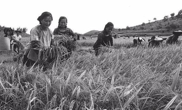 魏振芳捡到一个价值十亿的大钻石,魏振芳捡到钻石的视频