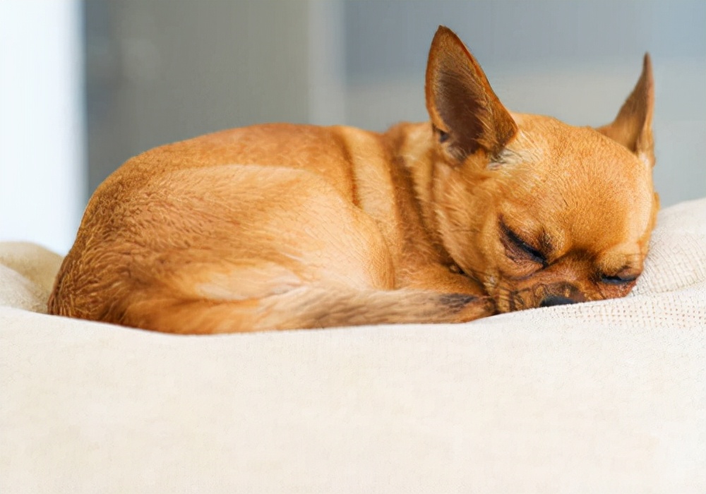 养宠小知识狗狗外伤露肉怎么治疗,狗狗的伤口溃烂很严重怎么治疗