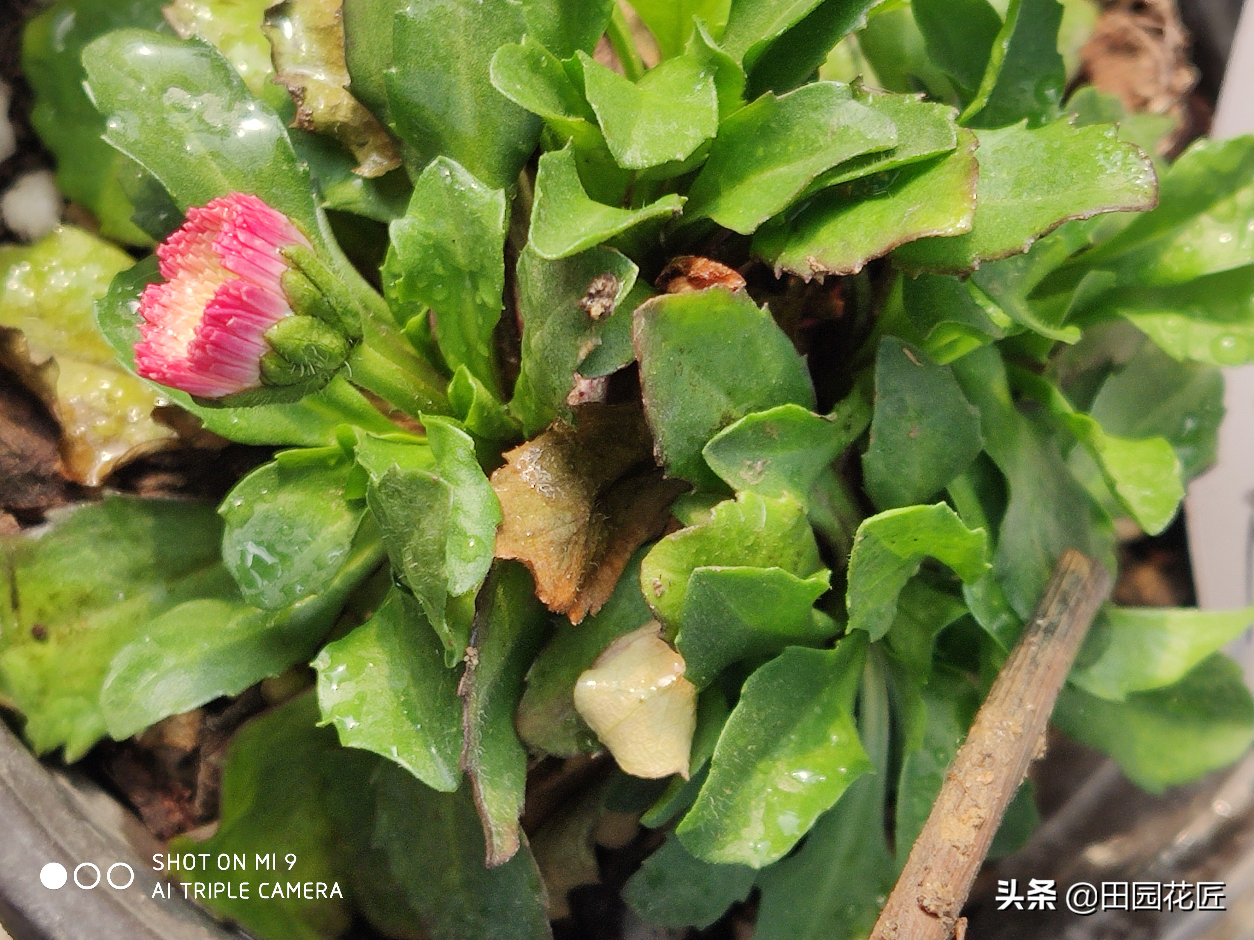 雏菊盆栽花期过后怎样打理,雏菊开花后养护