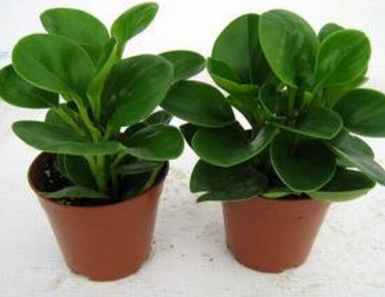 碧玉开花怎么修剪,碧玉花怎样修剪