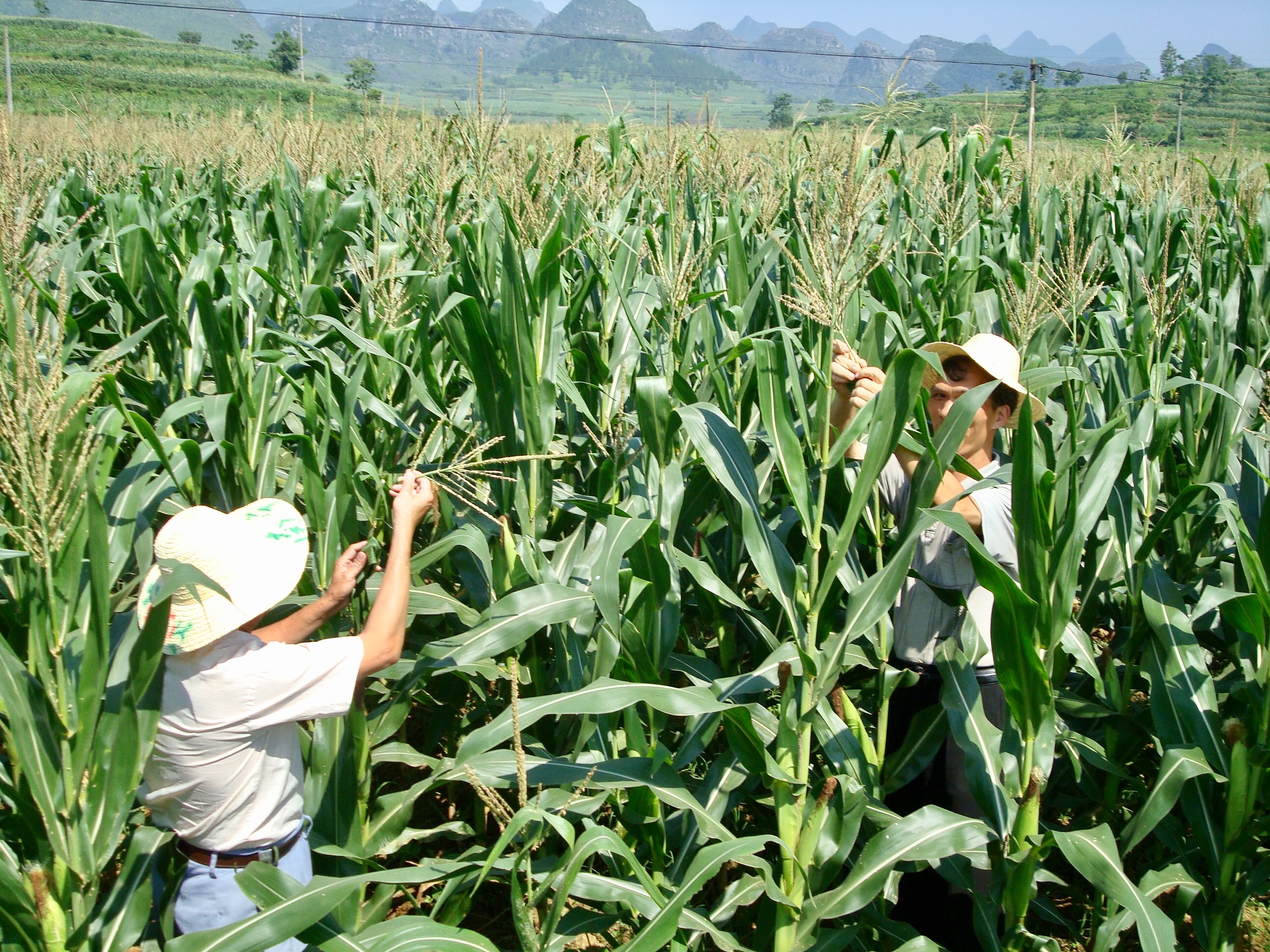 玉米价格对猪饲料价格的影响,玉米价格上涨养猪