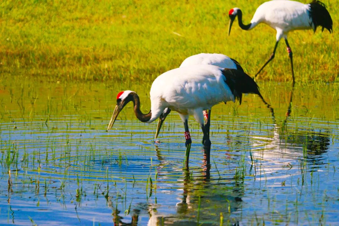 仙鹤起舞水粉画,仙鹤起舞展翅飞