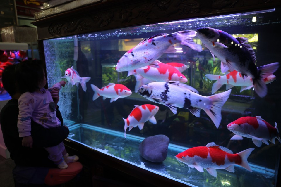 新都木兰花卉批发市场买金鱼,木兰县卖观赏鱼