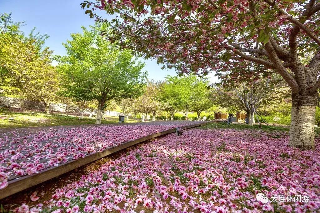 大连西山公园花海,大连郁金香花海