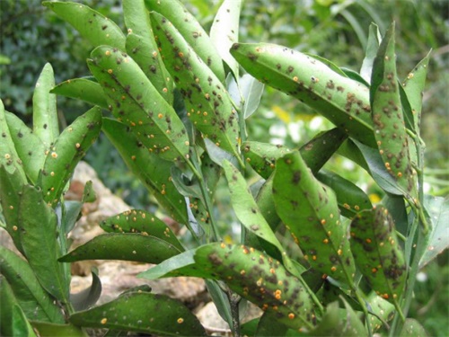 柑桔煤烟病是真菌感染引起的病害，果农要做好基础及化学防治措施