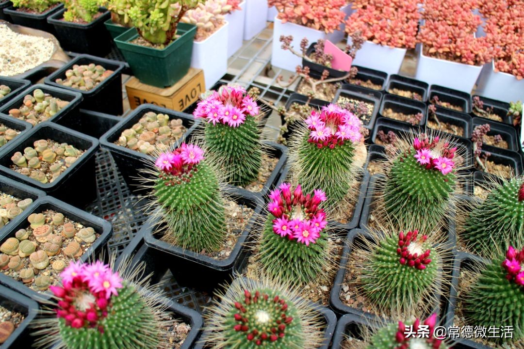 常德丹洲大草原介绍,丹洲草原风景