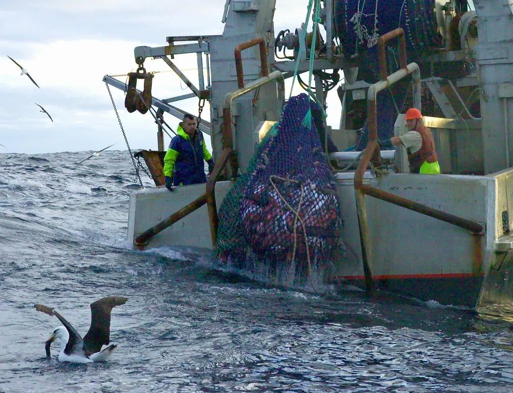 长寿鱼为什么建议避免食用,好健康的长寿鱼