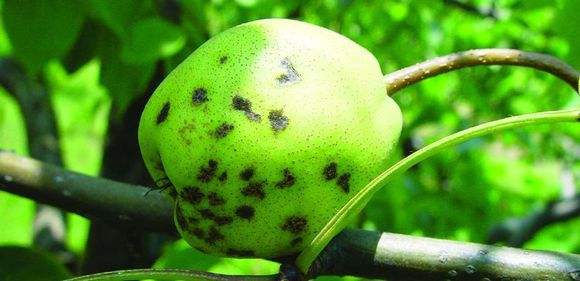 现在梨树用什么药防治病虫害,夏天梨树上挂瓶什么药防治病虫害