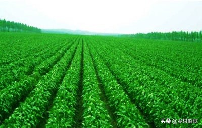 大豆产量高还是黑豆产量高,黑豆种植和大豆一样吗