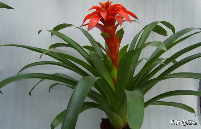 凤梨花叶子发黄怎么办,凤梨花叶子发黄枯萎怎么办