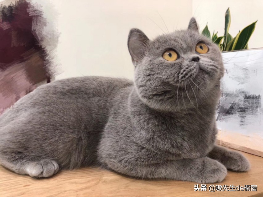 十几年前被猫咬伤没打狂犬疫苗,没被猫狗咬伤可以注射狂犬疫苗吗