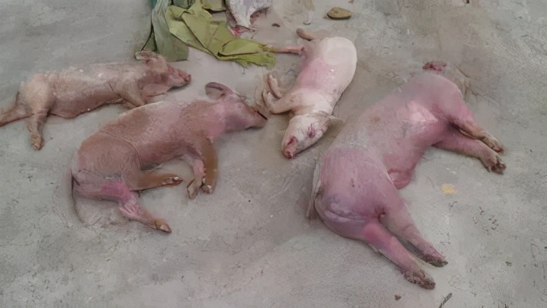 老虎被截肢的动物园,一只老虎被关进动物园被狼救出来