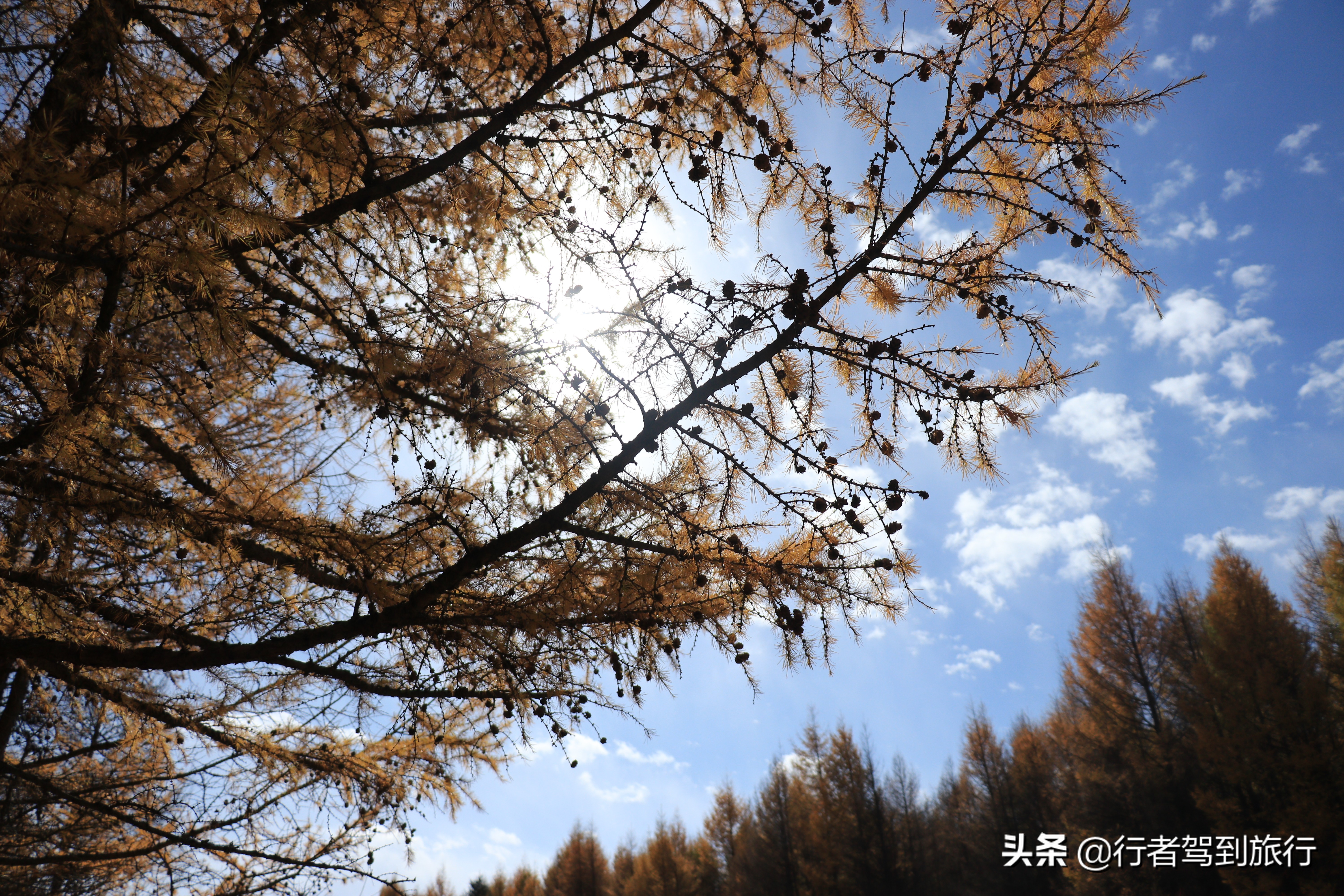 冬季克旗旅游自驾游攻略,克什克腾旗看秋色攻略