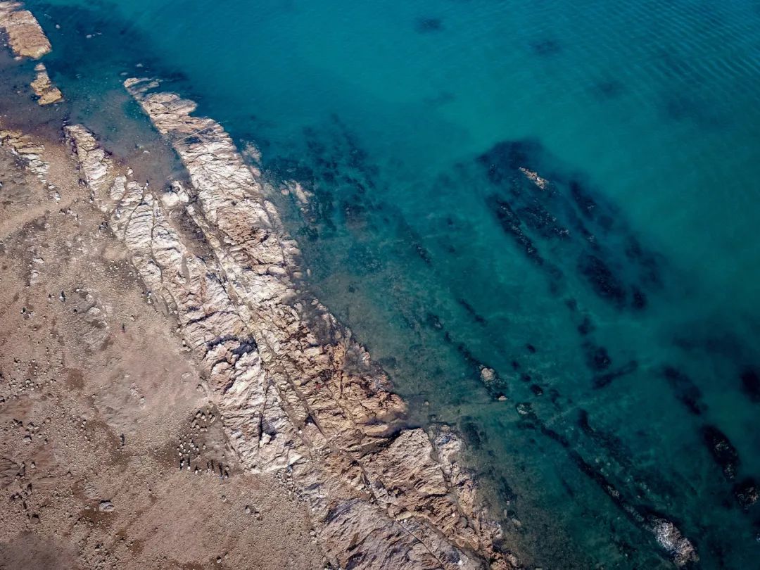 海滨老城泡桐花 (海滨老城紫色泡桐花)