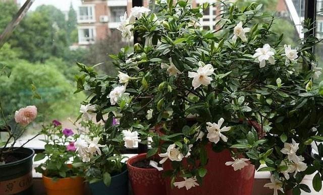 栀子花买回来怎么做,栀子花刚买回来水培怎么弄