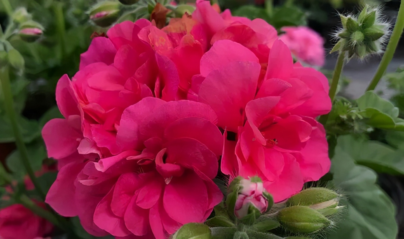 这种花别乱浇水水越多越不开花,这种花不怕冷好养易活