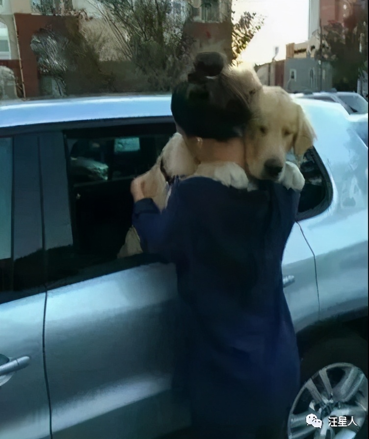 金毛训练抱腿,金毛抱住腿