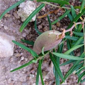野山地瓜价格多少钱一斤,柘城西瓜多少钱一斤