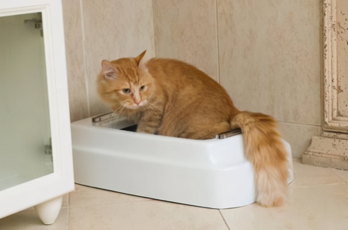 猫咪频繁扒猫砂是怎么回事,刚打扫完猫砂盆猫咪又拉了