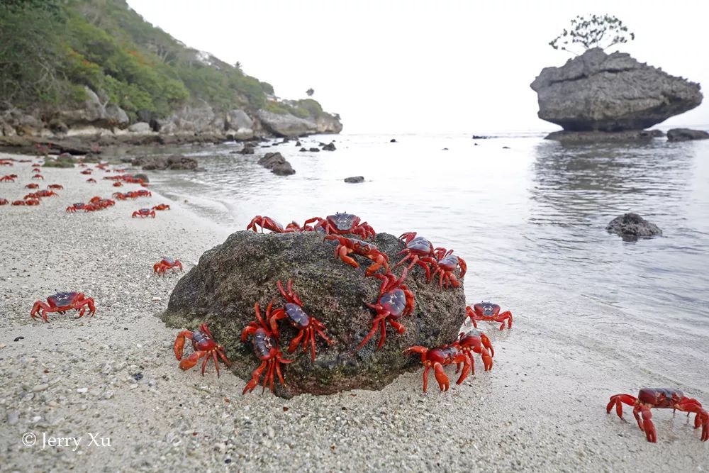 听说过网红猫岛、猪岛，见识过真正硬核的“蟹岛”吗？