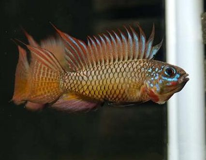 养观赏鱼小知识大全,养观赏鱼知识大全