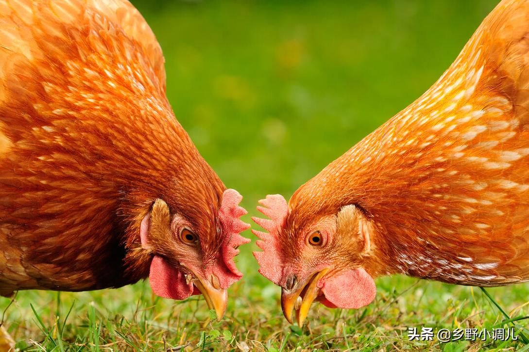 母鸡不下蛋的小窍门图片,一年多的母鸡不下蛋有什么办法吗