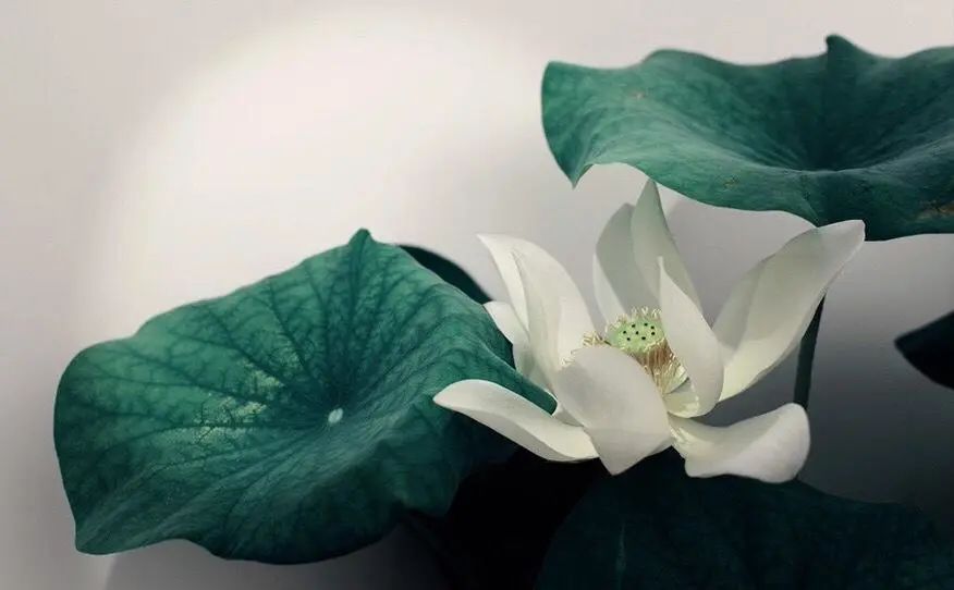 繁华过后一盏清茗也能品出百味,繁华之后静立于世