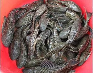 清道夫在印度的遭遇,清道夫为啥在印度