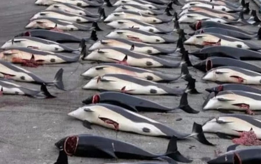 瑙鲁是个什么样的国家,瑙鲁曾经富裕