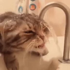 矿泉水要烧开给猫咪喝吗,猫咪纯净水需要烧开给猫咪喝吗