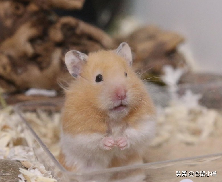 新手养仓鼠常遇到的8大问题