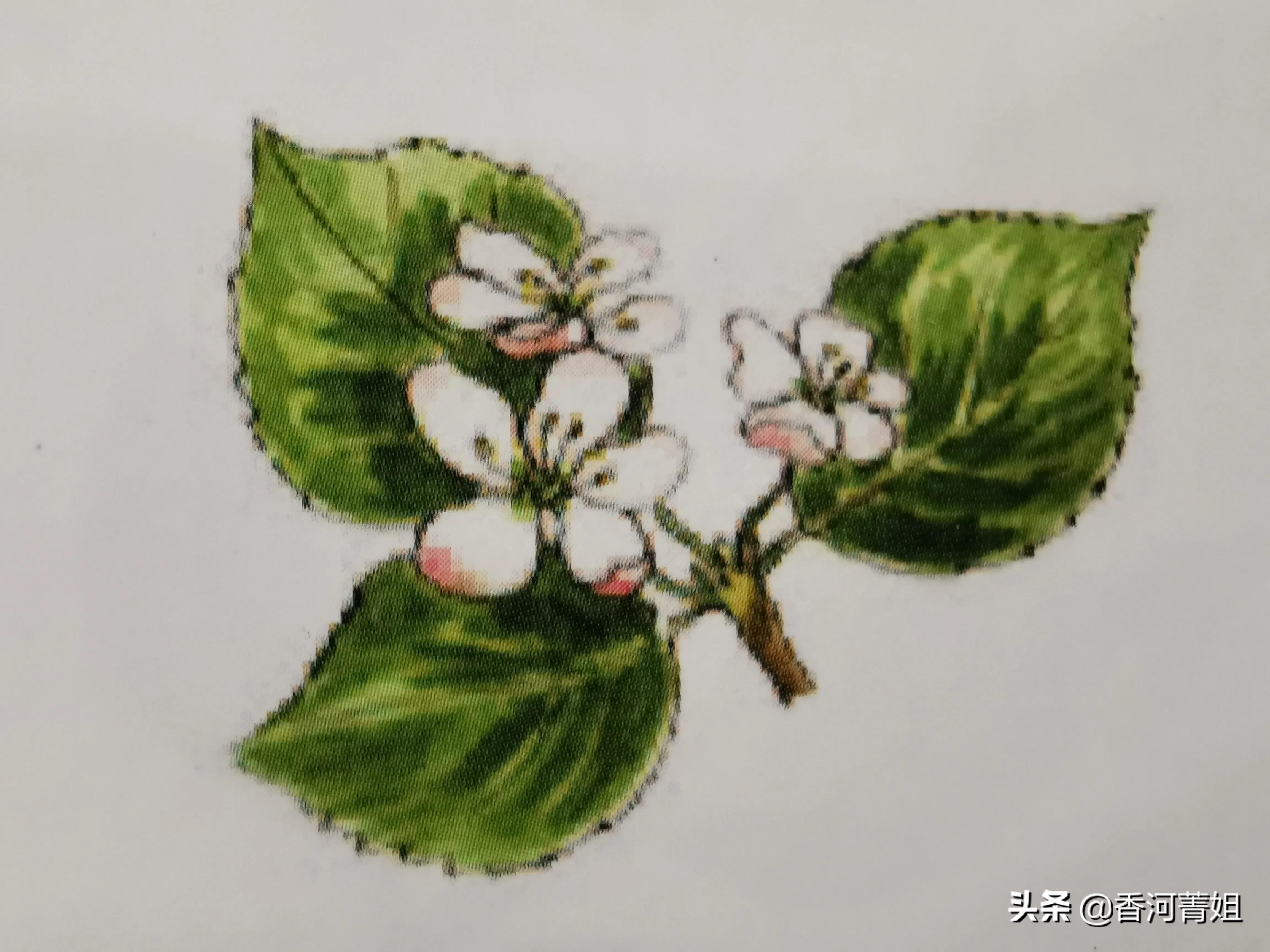 苹果木韧性,苹果木