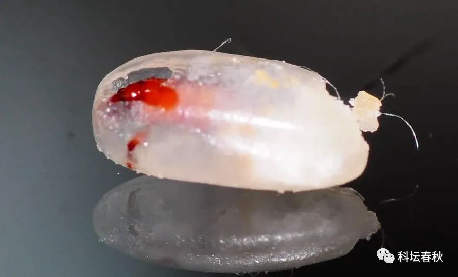 夏季为什么大米易生“米虫”，如何对付这种让人头皮发麻的小虫子