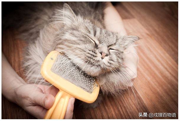 猫咪掉毛的原因有哪些,猫咪脱毛一坨一坨的掉是怎么回事