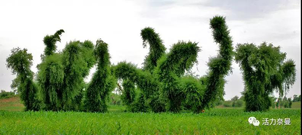 45万奈曼人的名片,太漂亮了!除了中华麦饭石你还知多少?