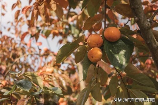 日本自驾游需要注意什么,日本自驾最新