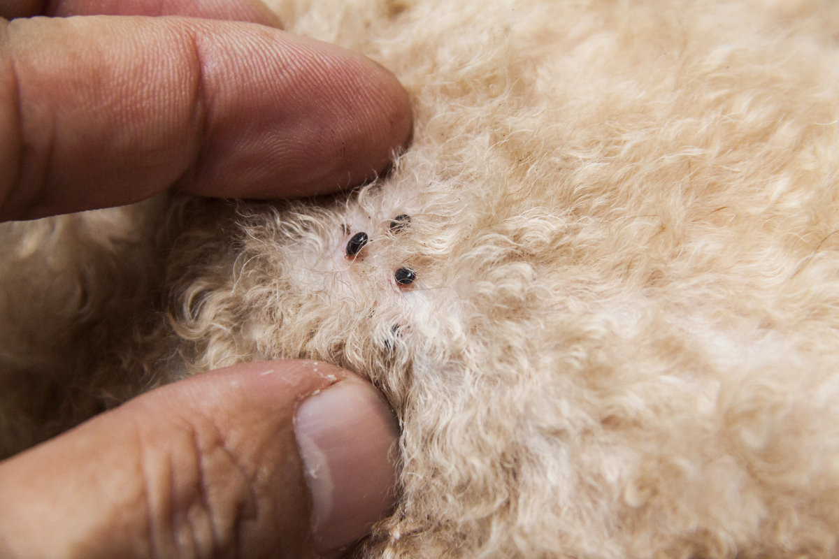 防跳蚤叮咬有什么好方法,防虱子跳蚤的方法